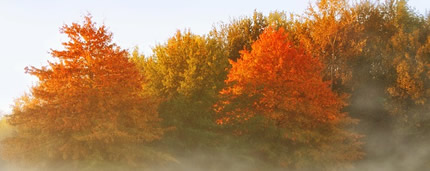 Oaks in the fall.